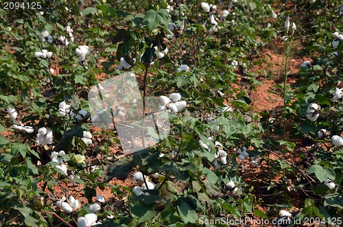 Image of Cotton crop