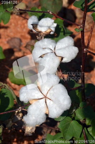 Image of Cotton crop