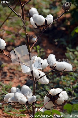 Image of Cotton crop