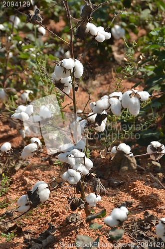 Image of Cotton crop