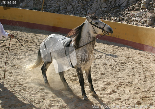 Image of spanish stallion