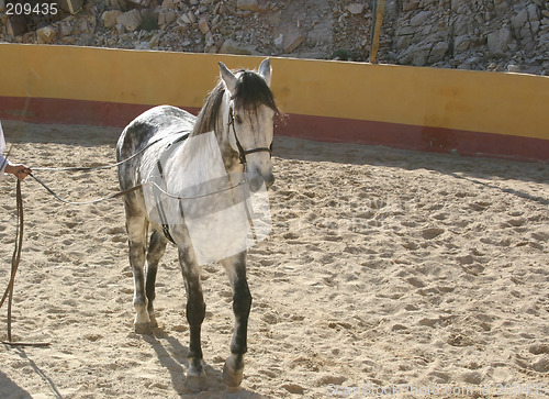 Image of spanish stallion