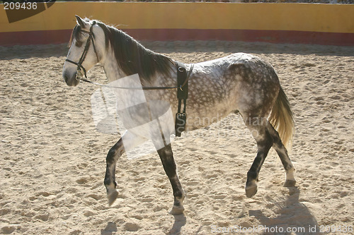 Image of spanish stallion