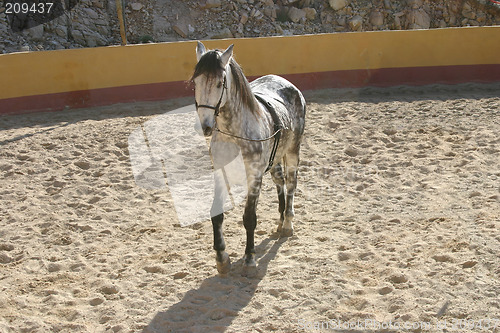 Image of spanish stallion