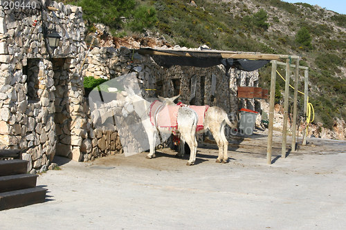 Image of donkeys