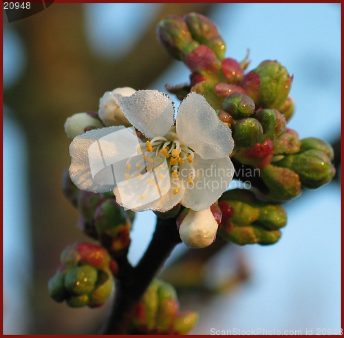 Image of FIRST FLOWER