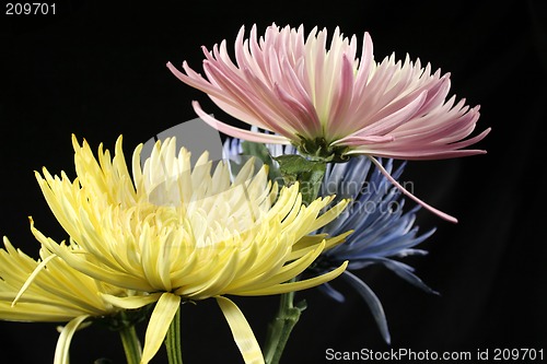 Image of Spring Mums