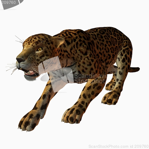 Image of Jaguar