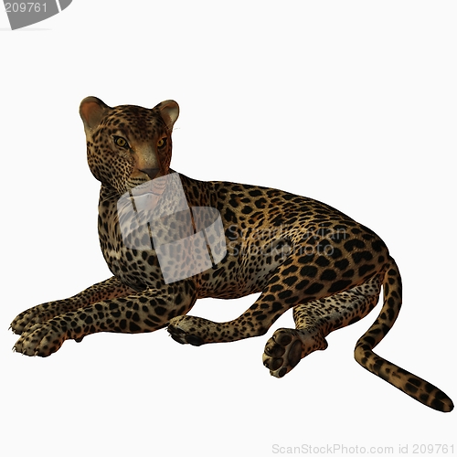 Image of Leopard