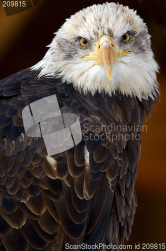 Image of eagle