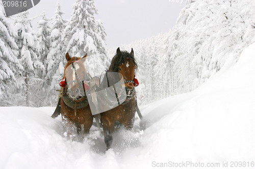 Image of sleigh