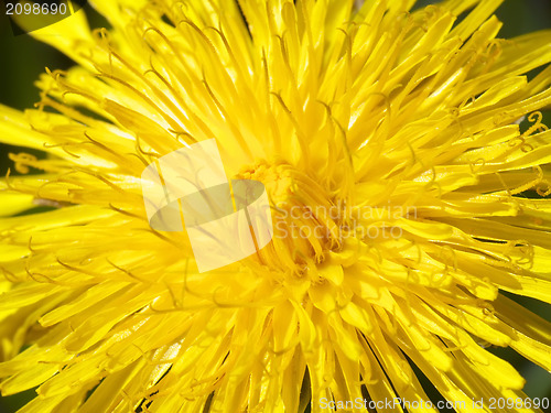 Image of Yellow dandelion flower