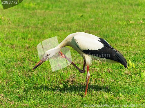 Image of Stork