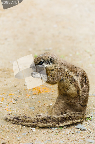 Image of Chipmunk