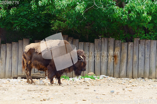 Image of Bison