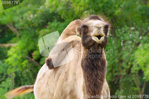 Image of Camel