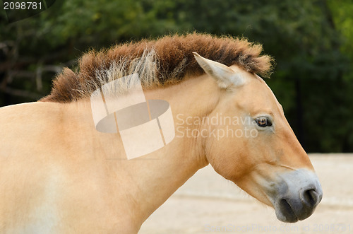 Image of Przewalski Horse