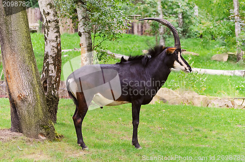 Image of Sable Antelope