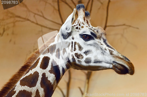 Image of Giraffe