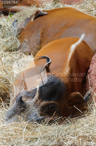 Image of Red River Hog