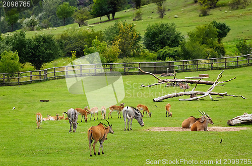 Image of Pasture