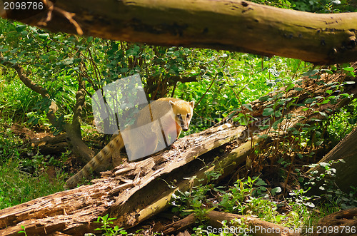 Image of Ring-tailed Coati 