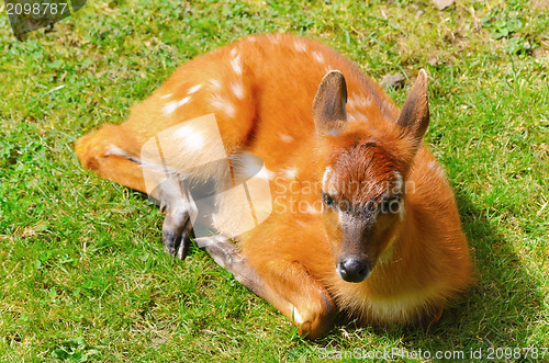 Image of Bushbuck Antelope