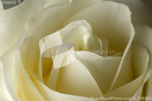 Image of rose