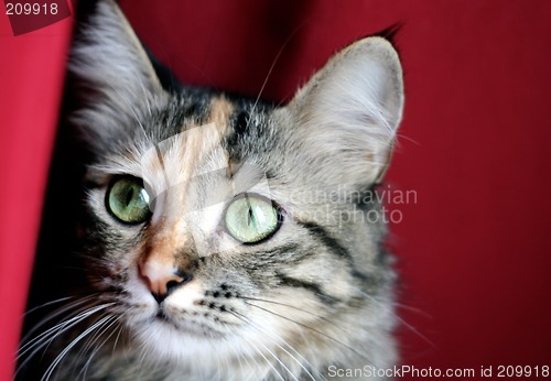 Image of Cat