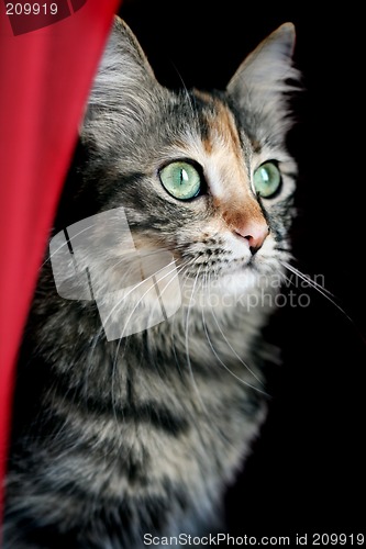Image of Cat Watching
