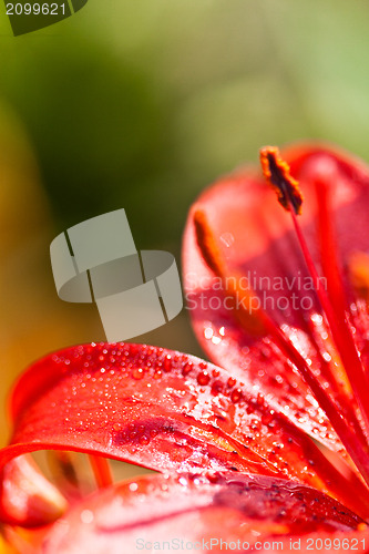 Image of red lilly flower with water drops