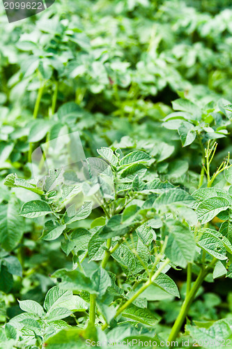 Image of potato plants 