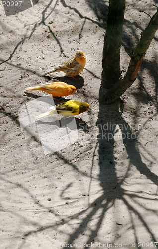 Image of Island Canaries