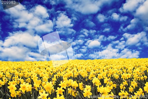 Image of Yellow daffodils