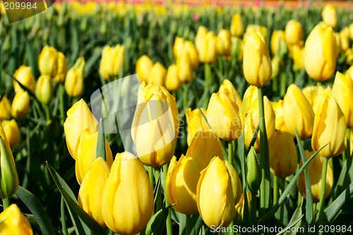 Image of Yellow tulips
