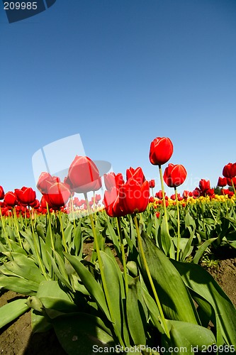 Image of Red tulips