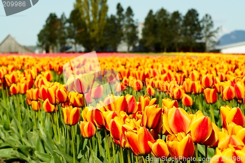 Image of Orange tulips