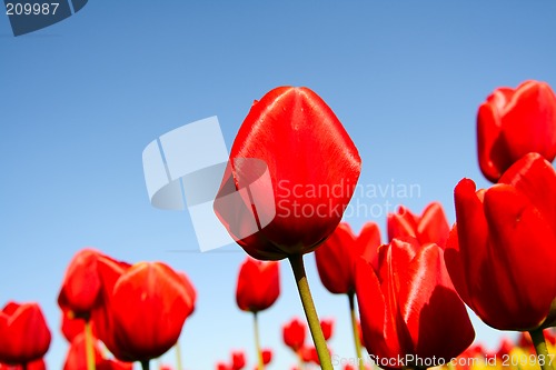 Image of Red tulips