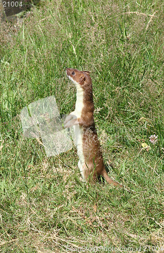 Image of Stoat 1 (Weasel)