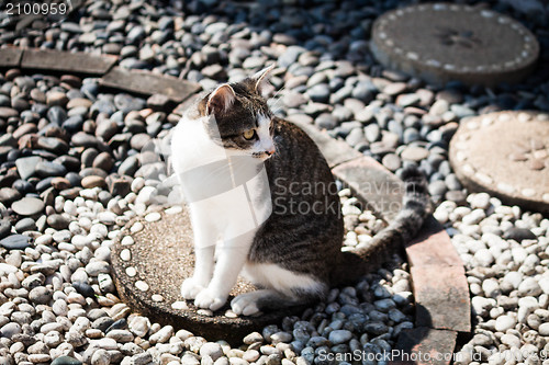 Image of Cat sitting leisure