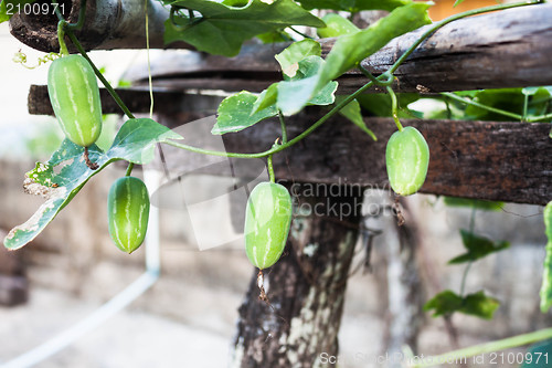 Image of Organic ivy gourd fruit plant inside greenhouse