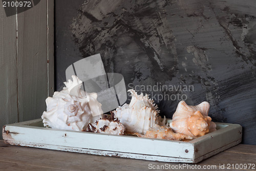 Image of Sea shells on wooden tray