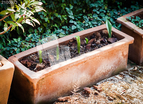 Image of Sequence green sprout growing 