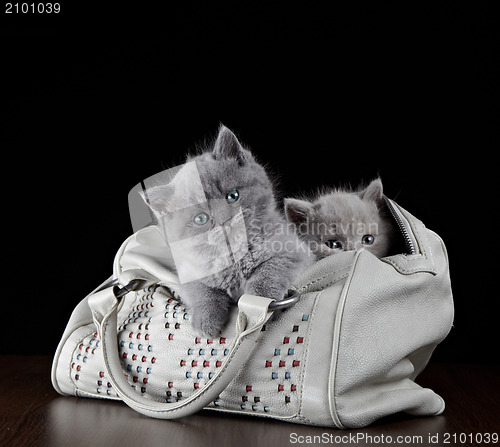 Image of british short hair kittens in a bag