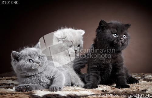 Image of three british short hair kittens