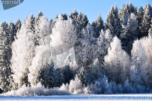 Image of Winter forest