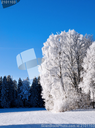 Image of Frost covered trees