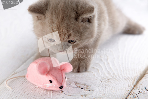 Image of kitten and pink mouse