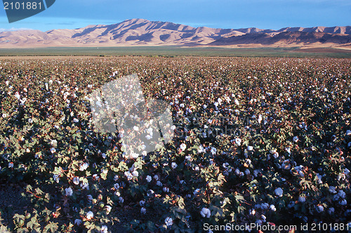 Image of Cotton field, California
