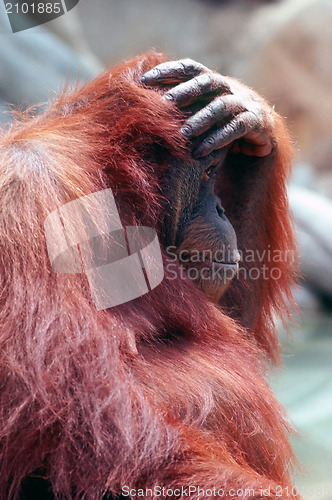 Image of Orangutan